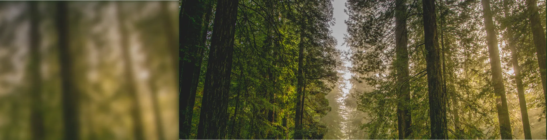 view of a forest